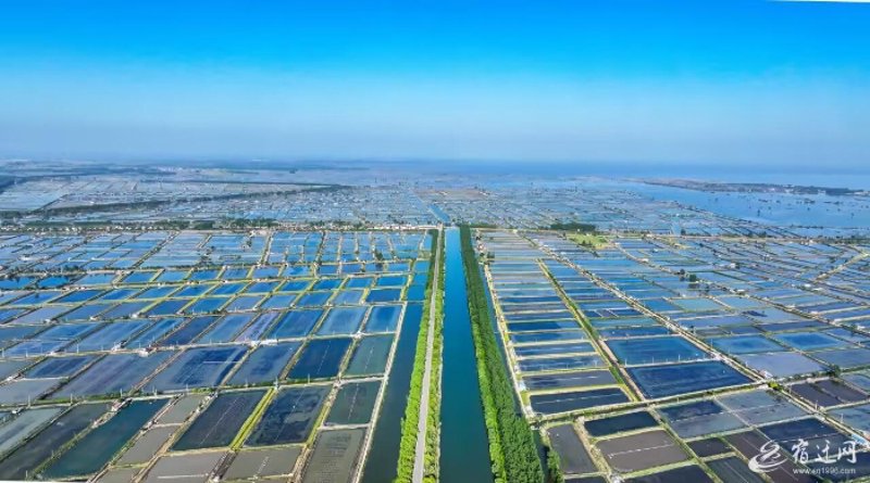 泗洪水产养殖业动态：前景广阔，挑战与机遇并存
