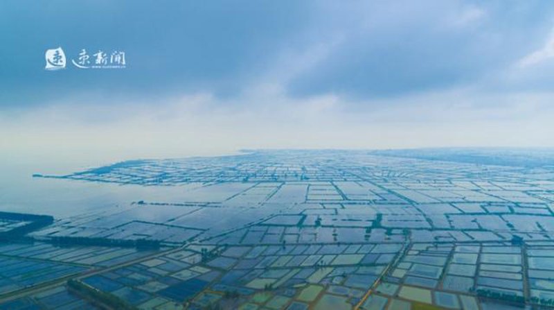 鱼苗供应市场分析：探索养殖业中的机遇与挑战
